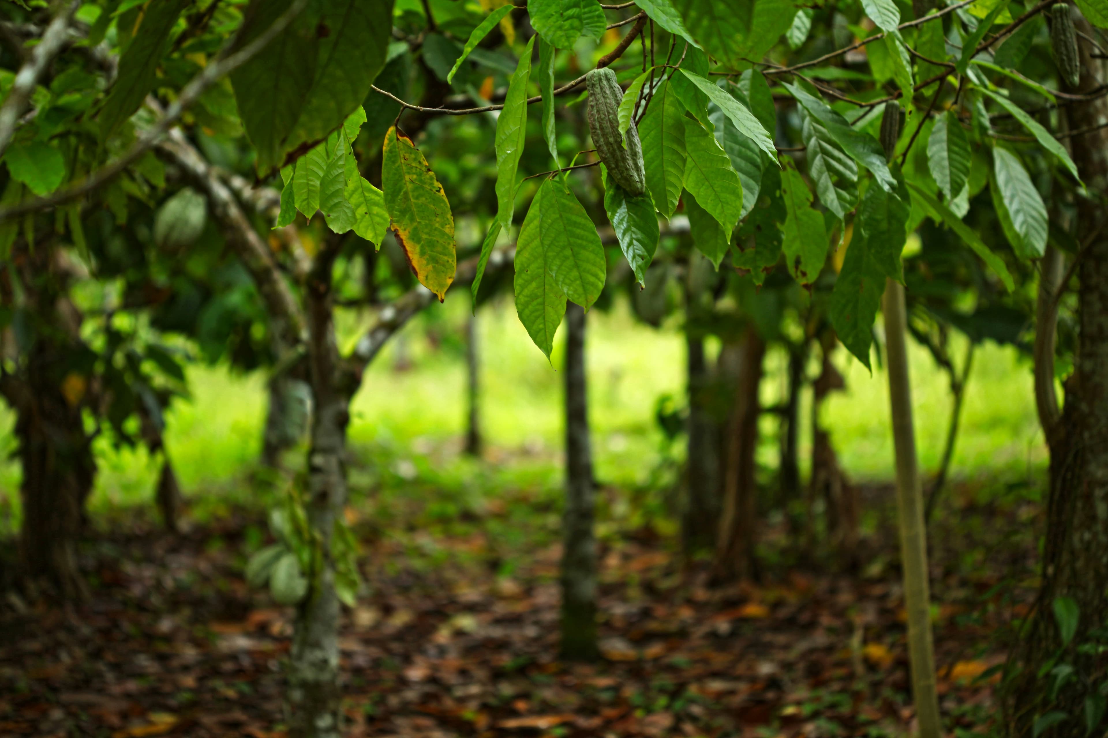 Cacao — filière