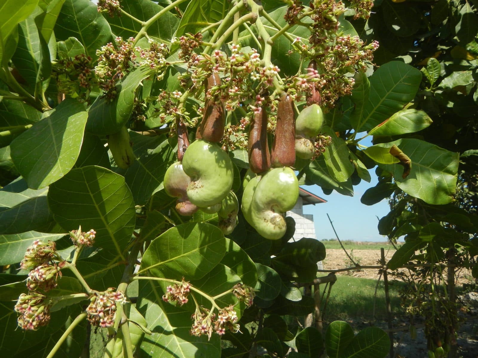 Noix de cajou — Mong Reththy Cashew