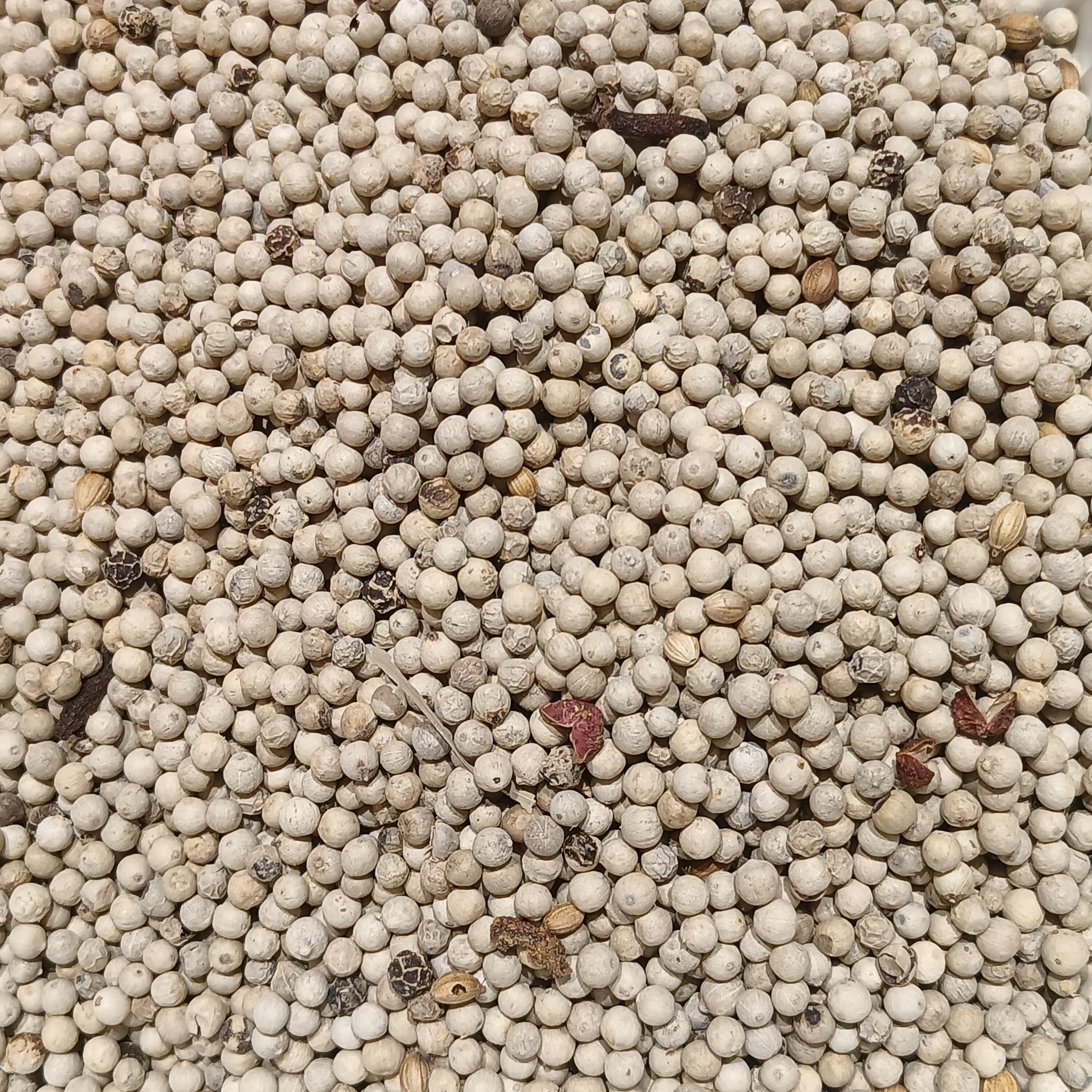 Grains de poivre blanc — Kampot Pepper White