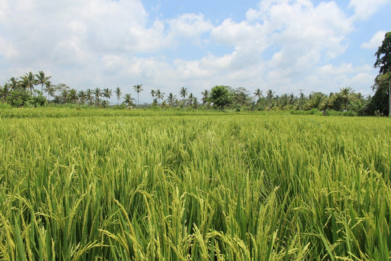 Phnom Culture Heritage Line — paysage patrimonial