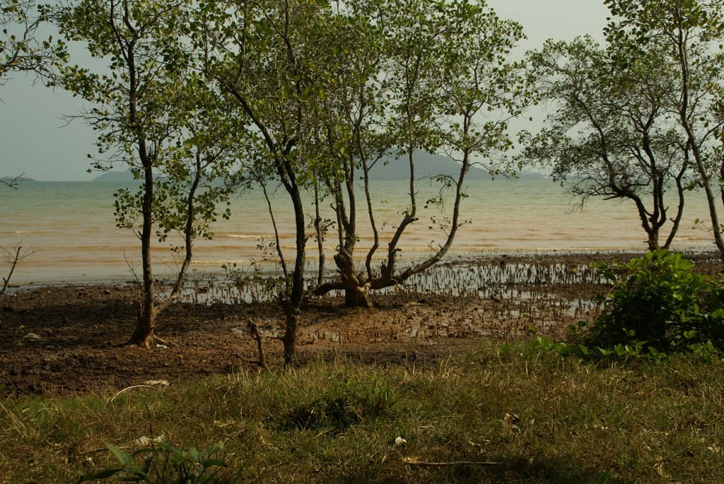 Littoral mangrove — Kep