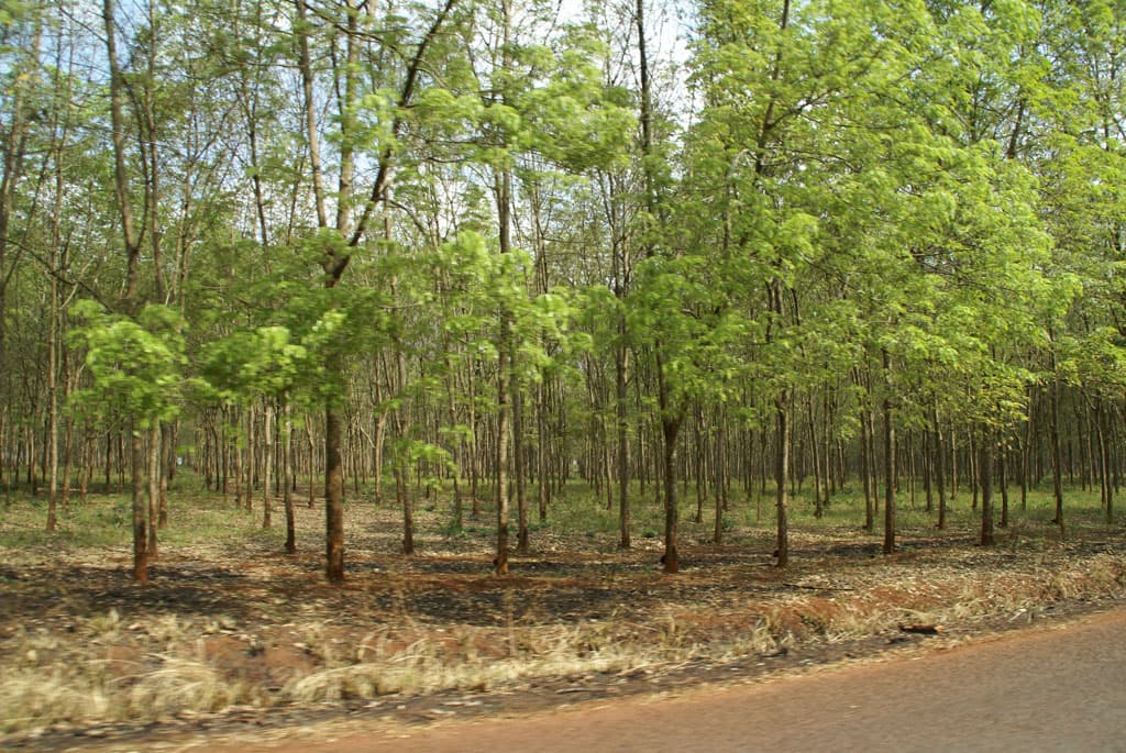 Plantation d’hévéas — Mondulkiri