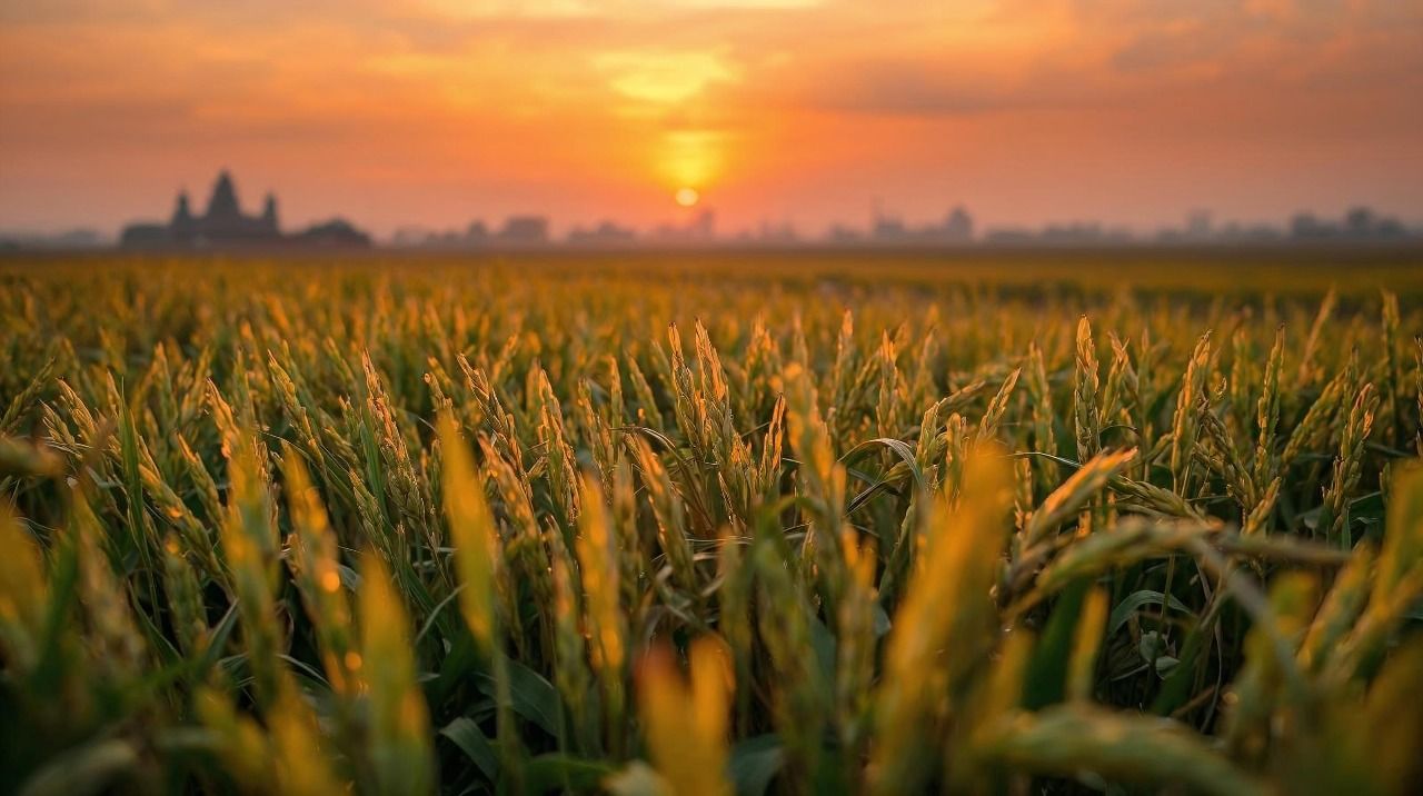 Mekong Agri Coop