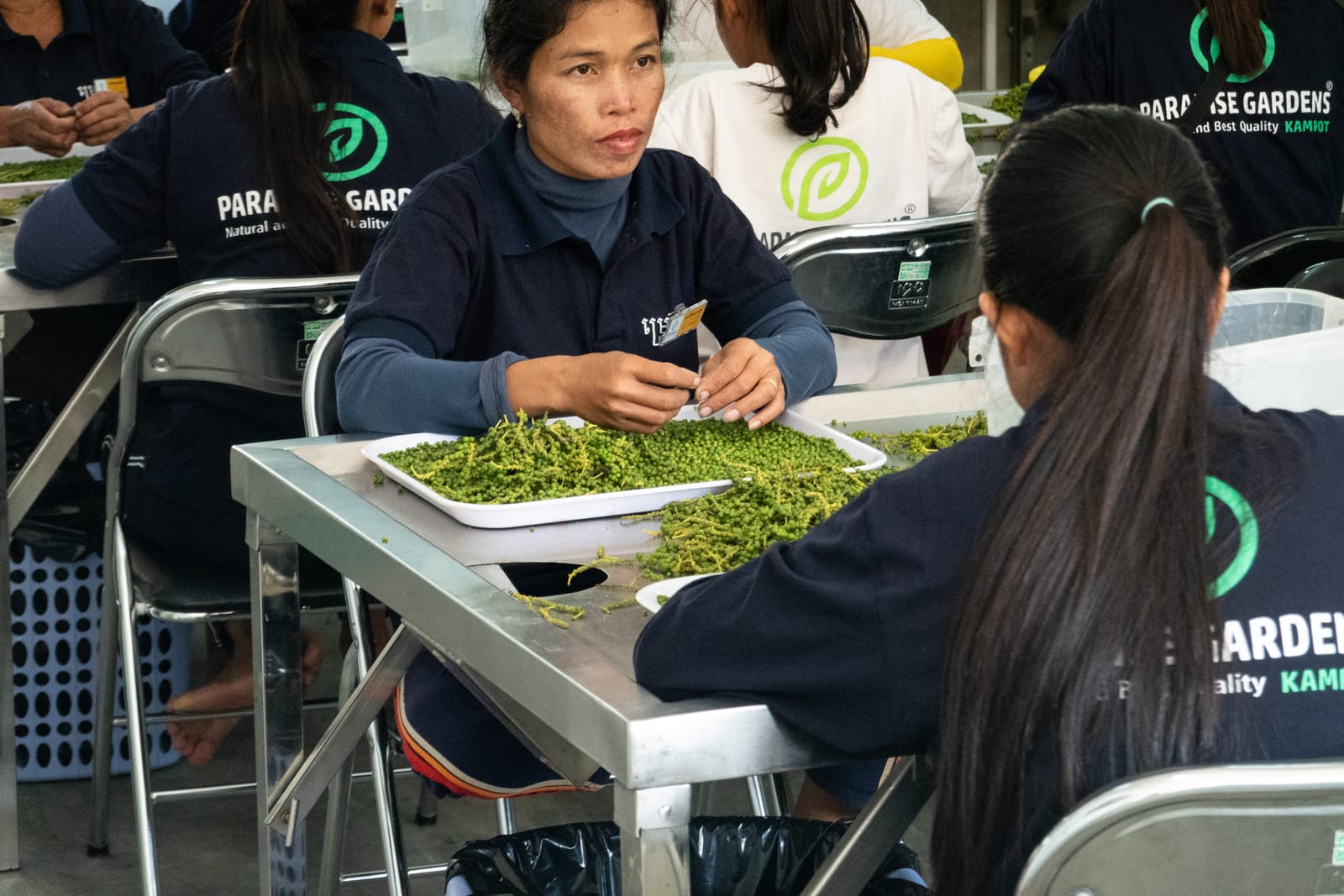 Kampot Pepper Grower 2