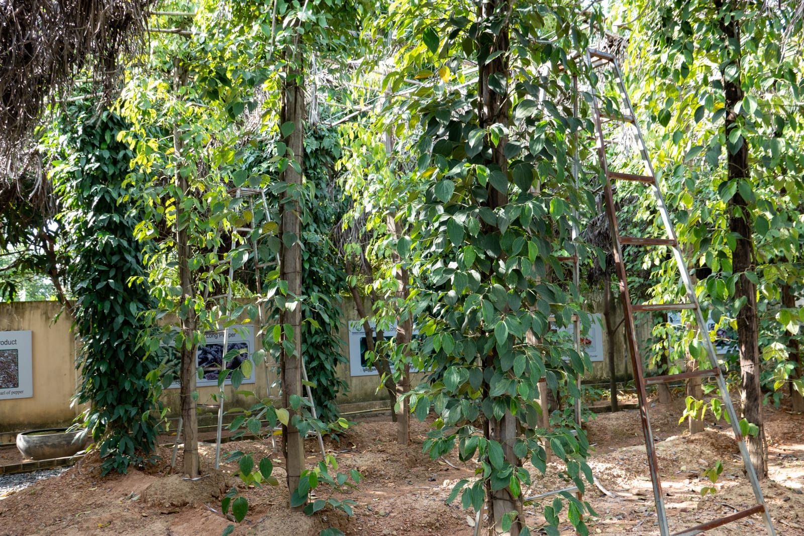 Kampot Pepper Grower 3