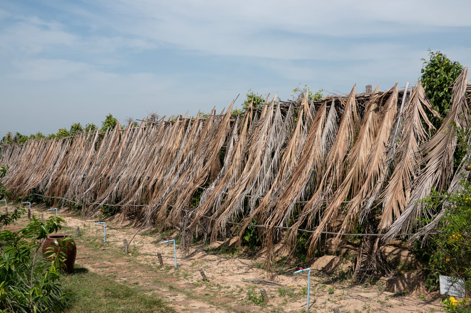 Kampot Pepper Grower 4