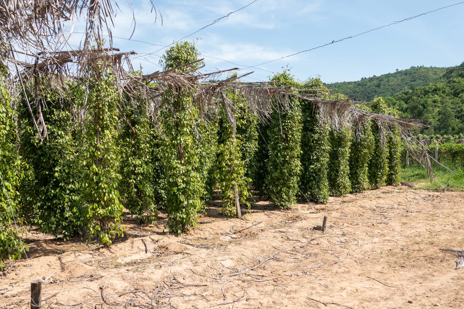 Kampot Pepper Grower 5