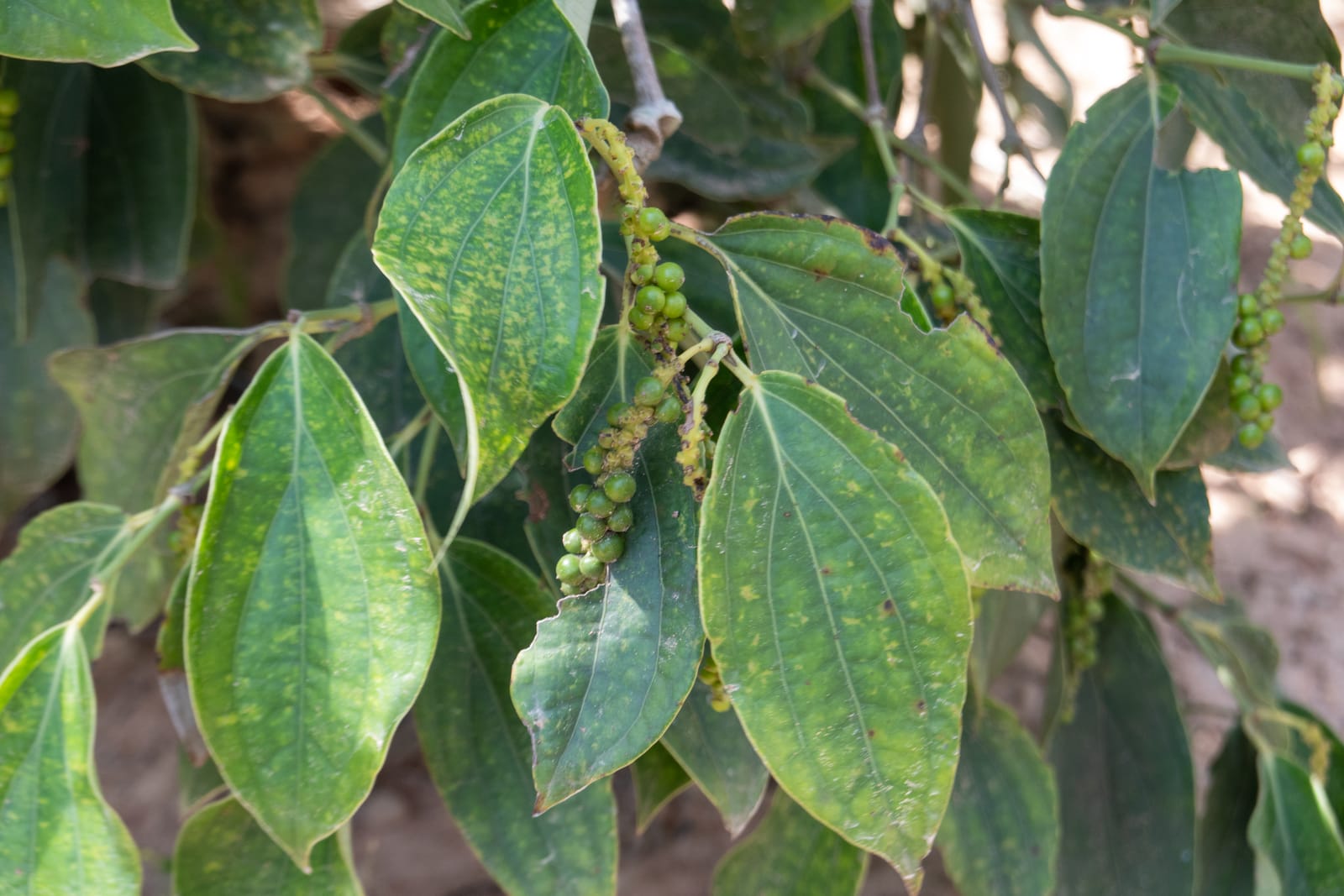 Kampot Pepper Grower 6