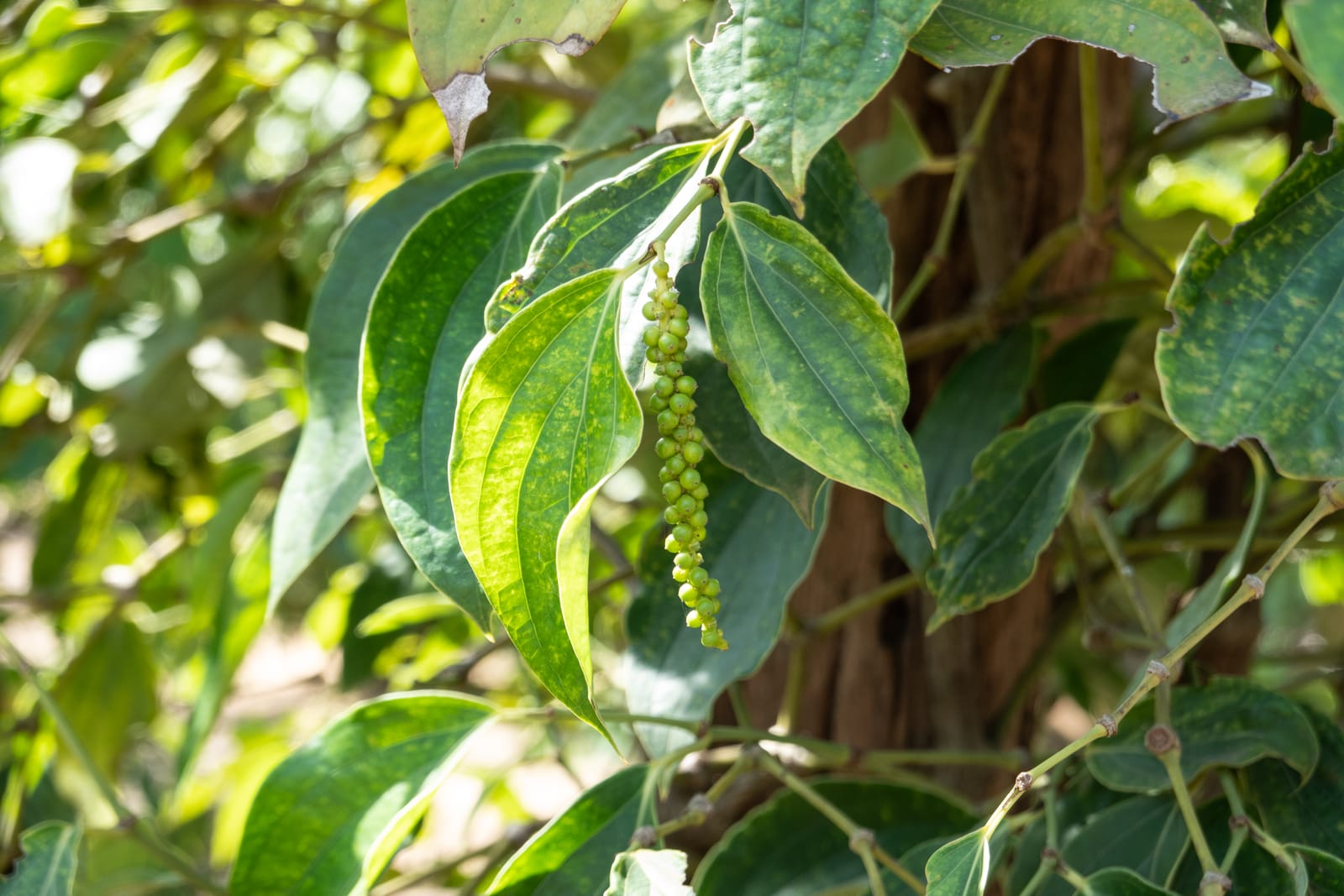 Kampot Pepper Grower 7