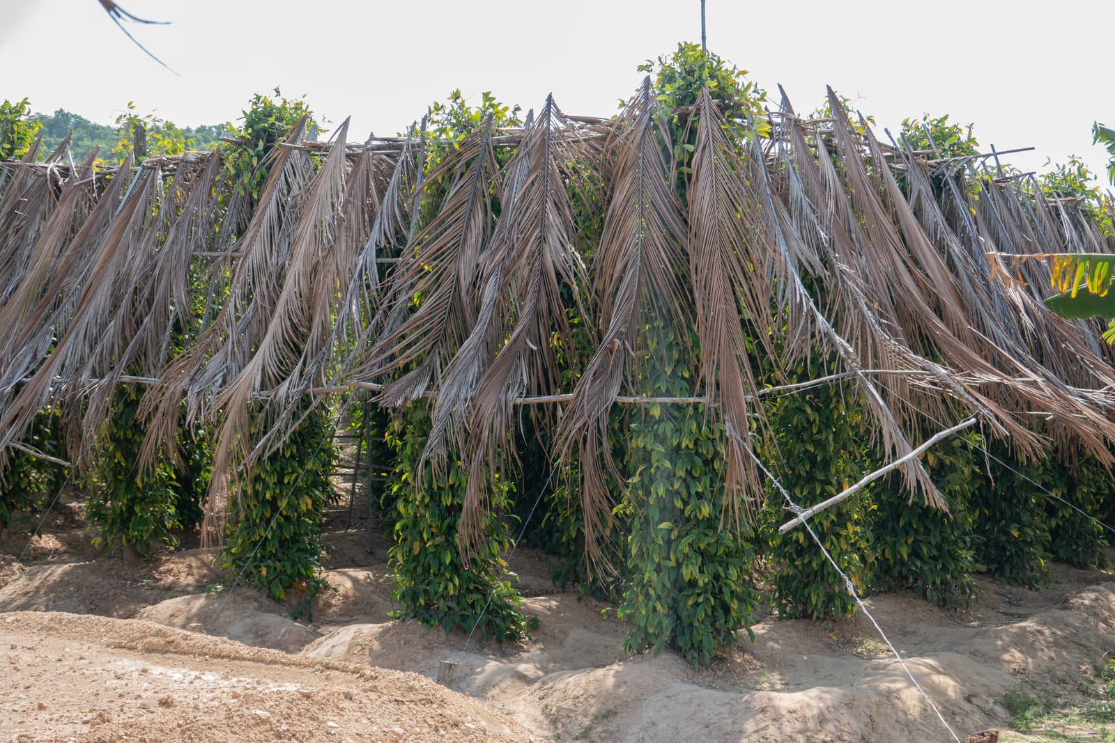 Kampot Pepper Grower 8
