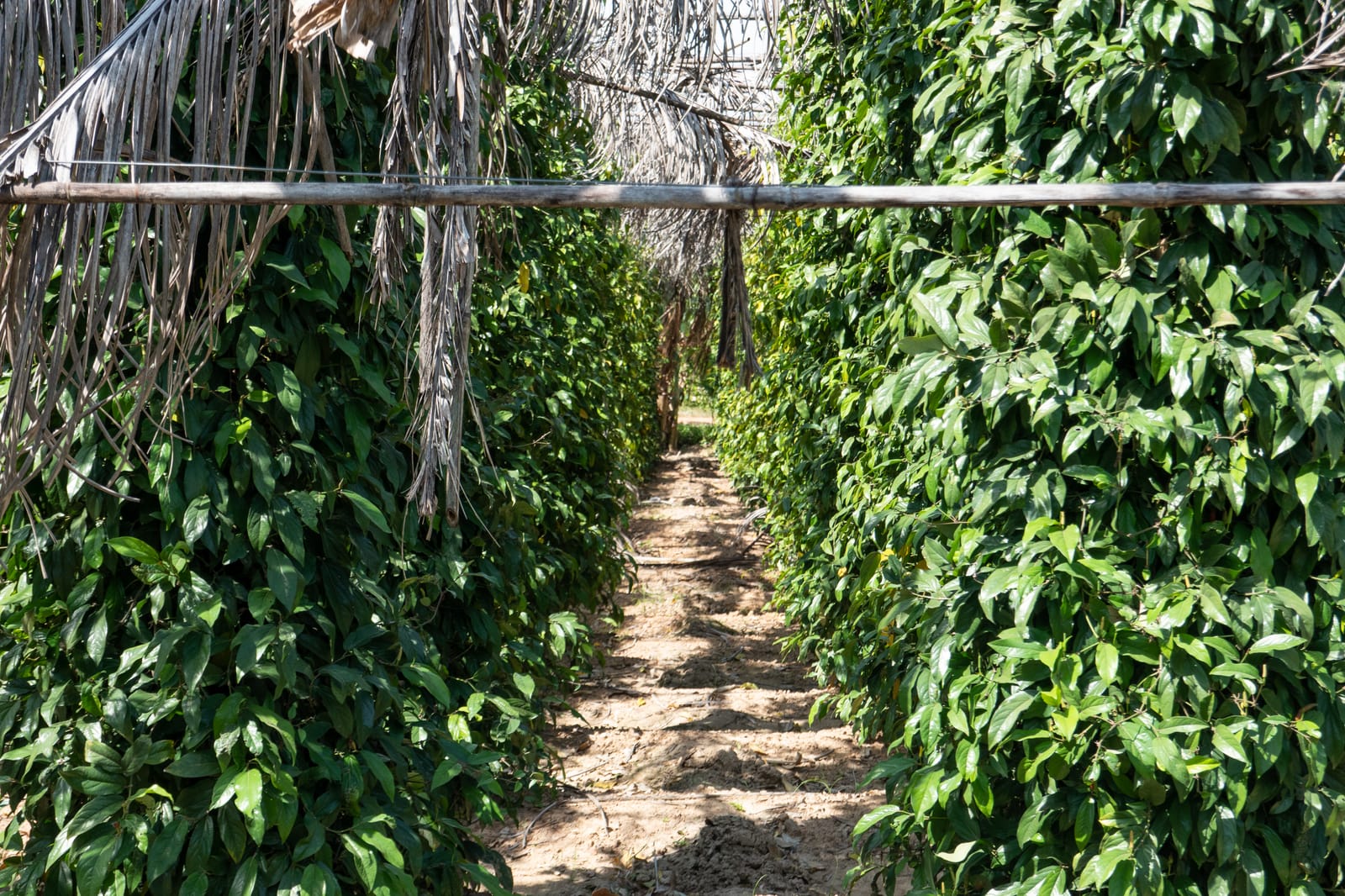 Kampot Pepper Grower 9