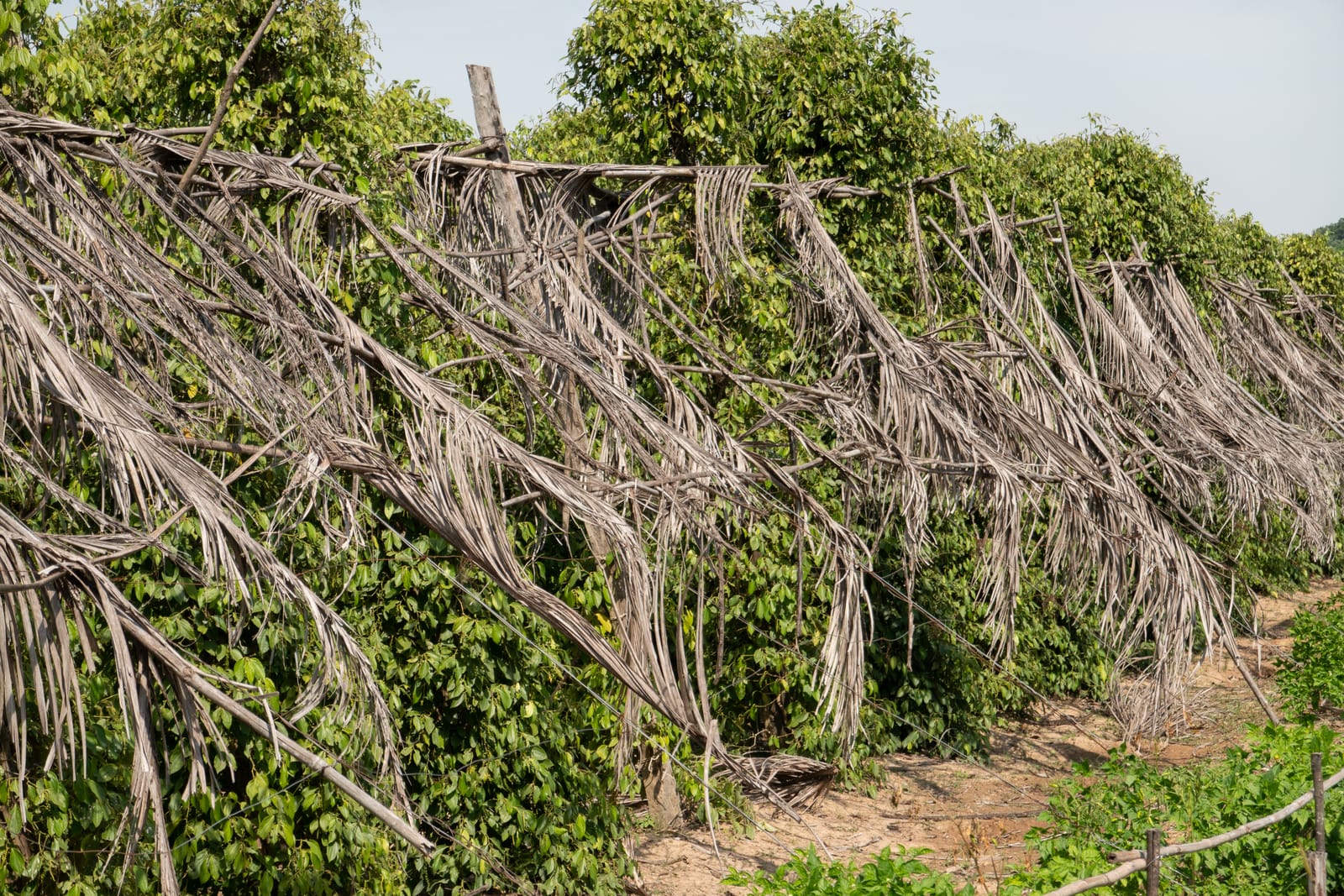 Kampot Pepper Grower 11