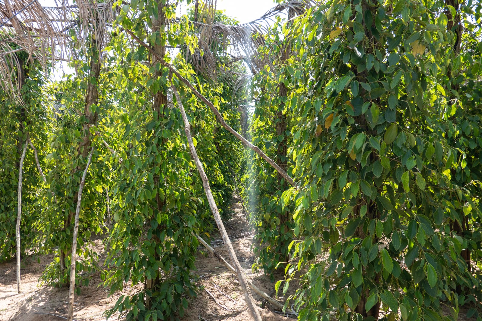 Kampot Pepper Grower 12