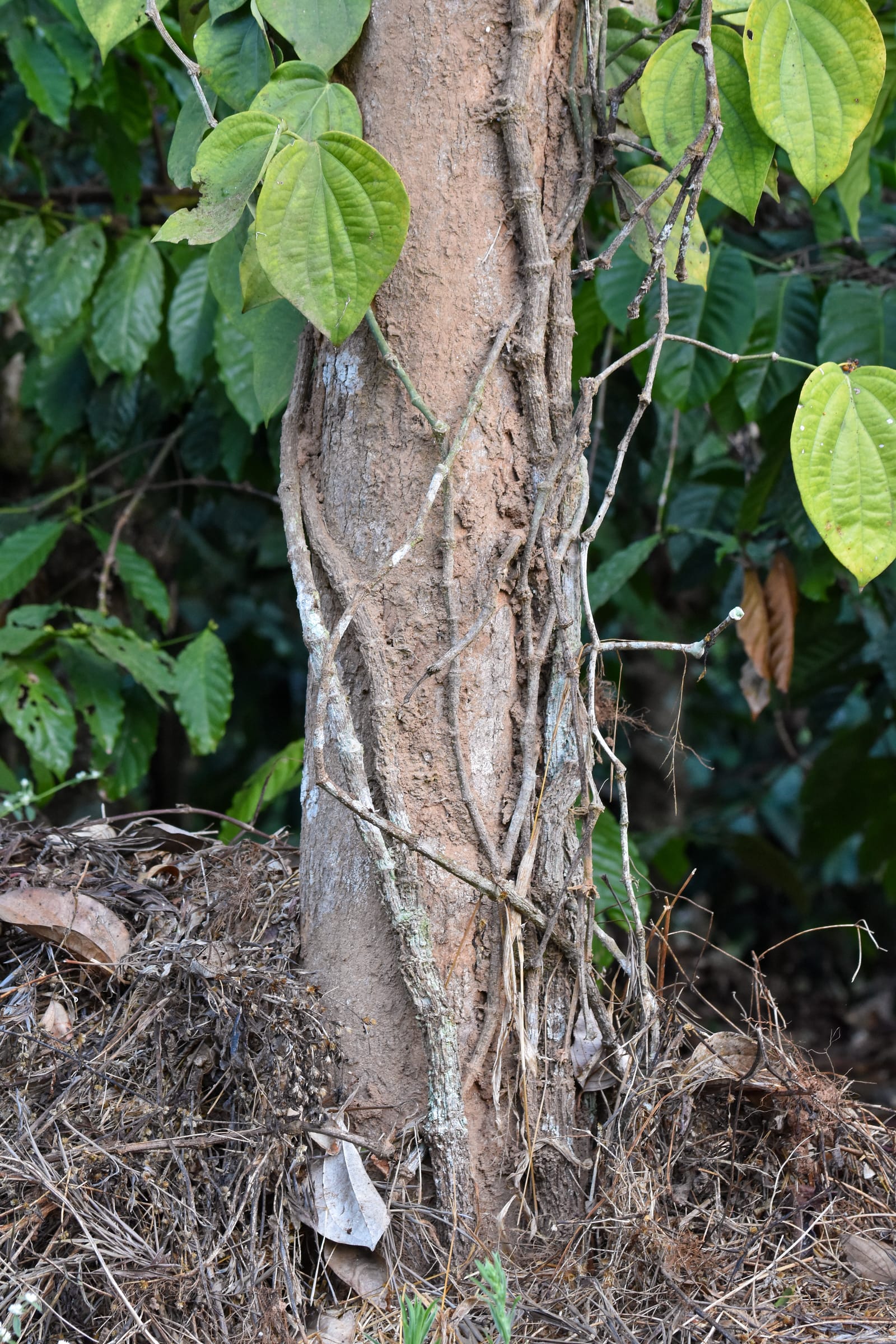 Kampot Pepper Grower 13