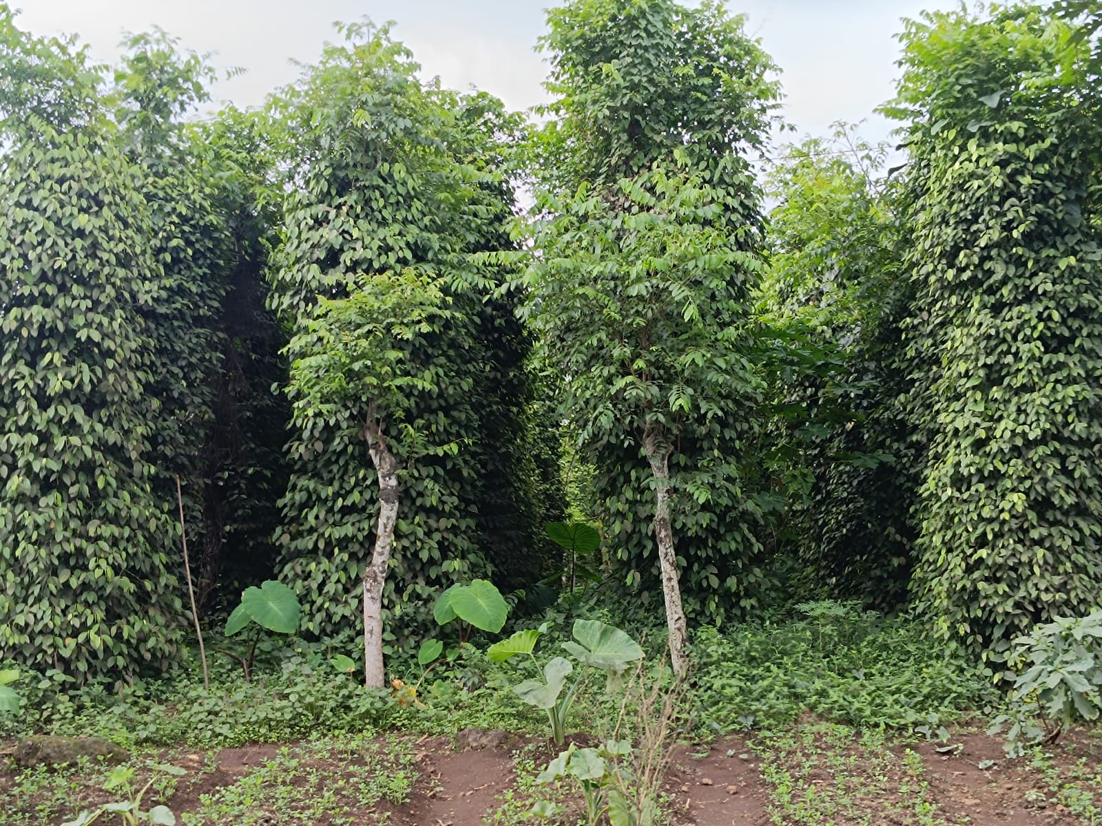 Kampot Pepper Grower 15