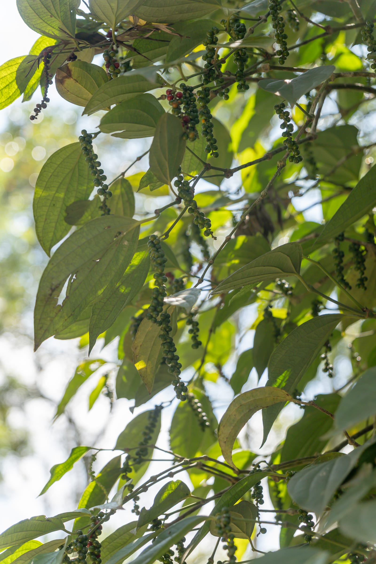 Kampot Pepper Grower 16