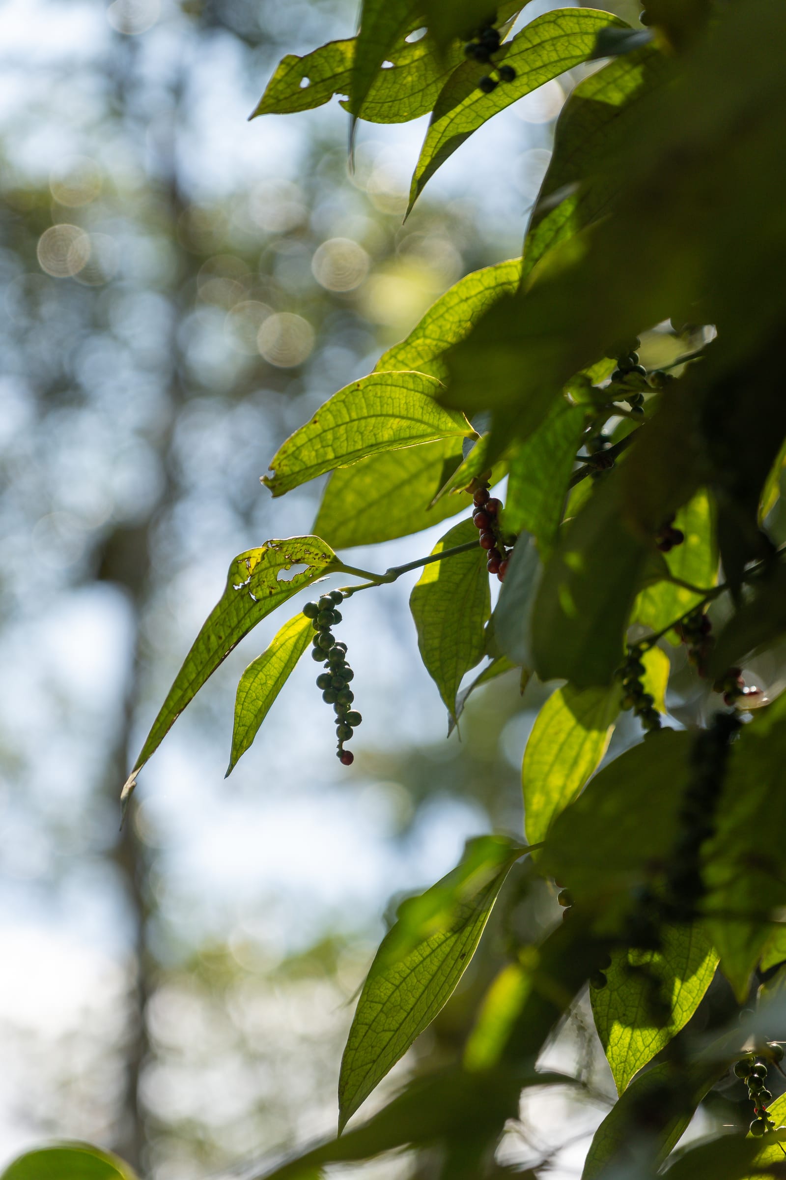 Kampot Pepper Grower 17