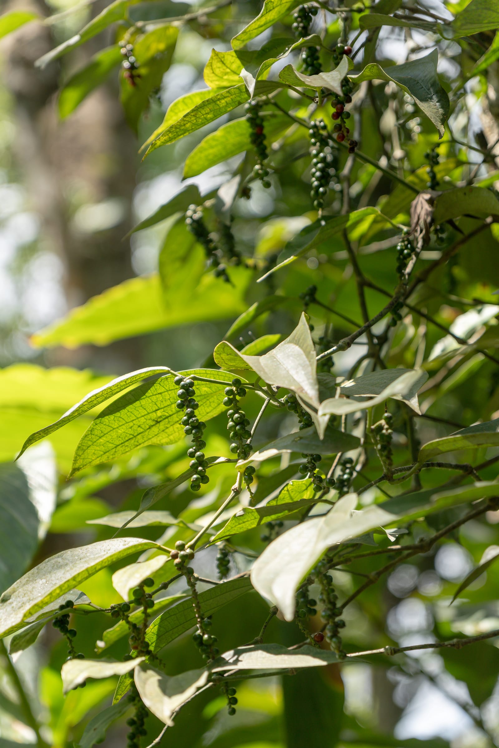 Kampot Pepper Grower 18