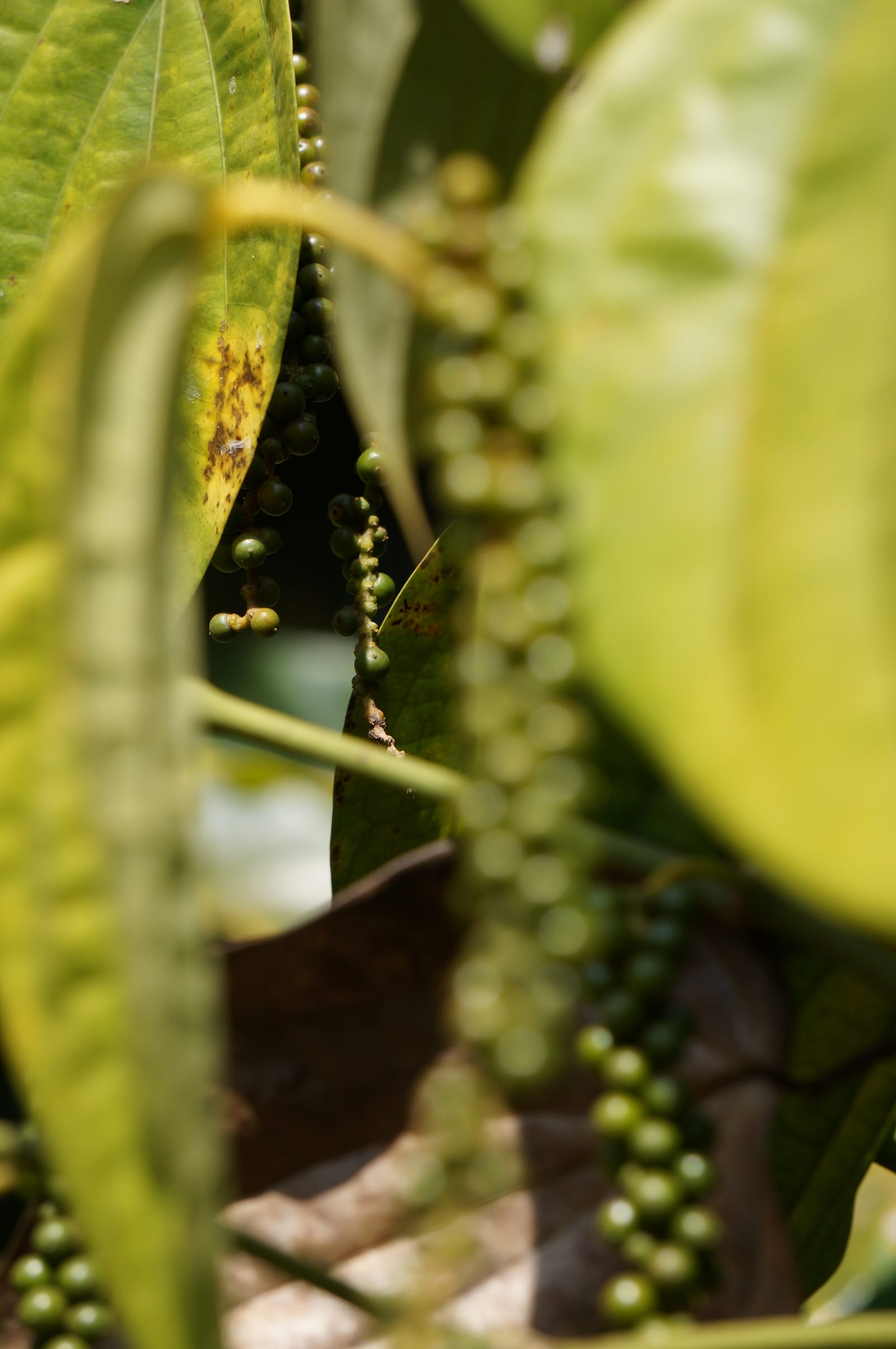 Kampot Pepper Grower 19