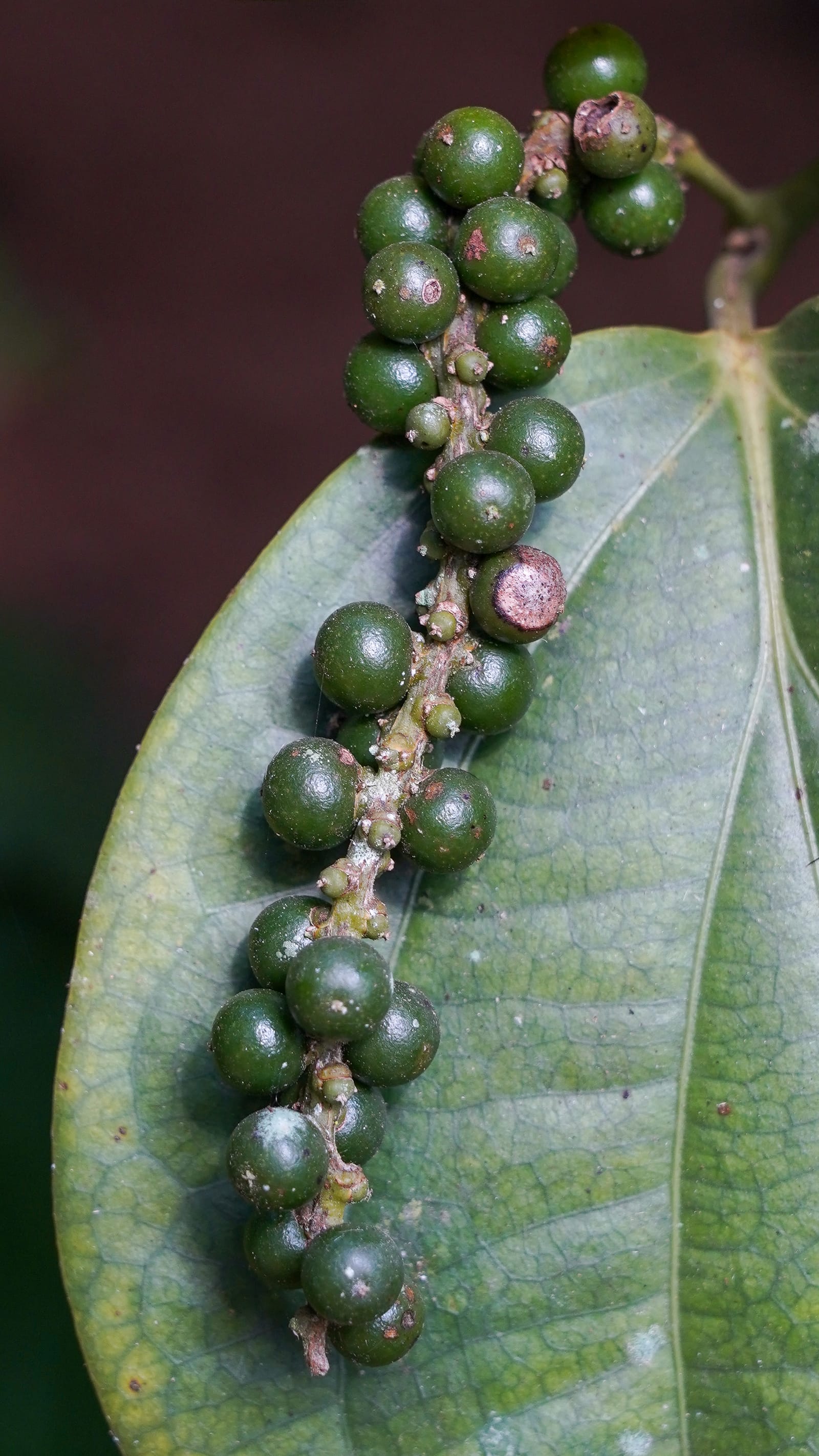 Kampot Pepper Grower 20