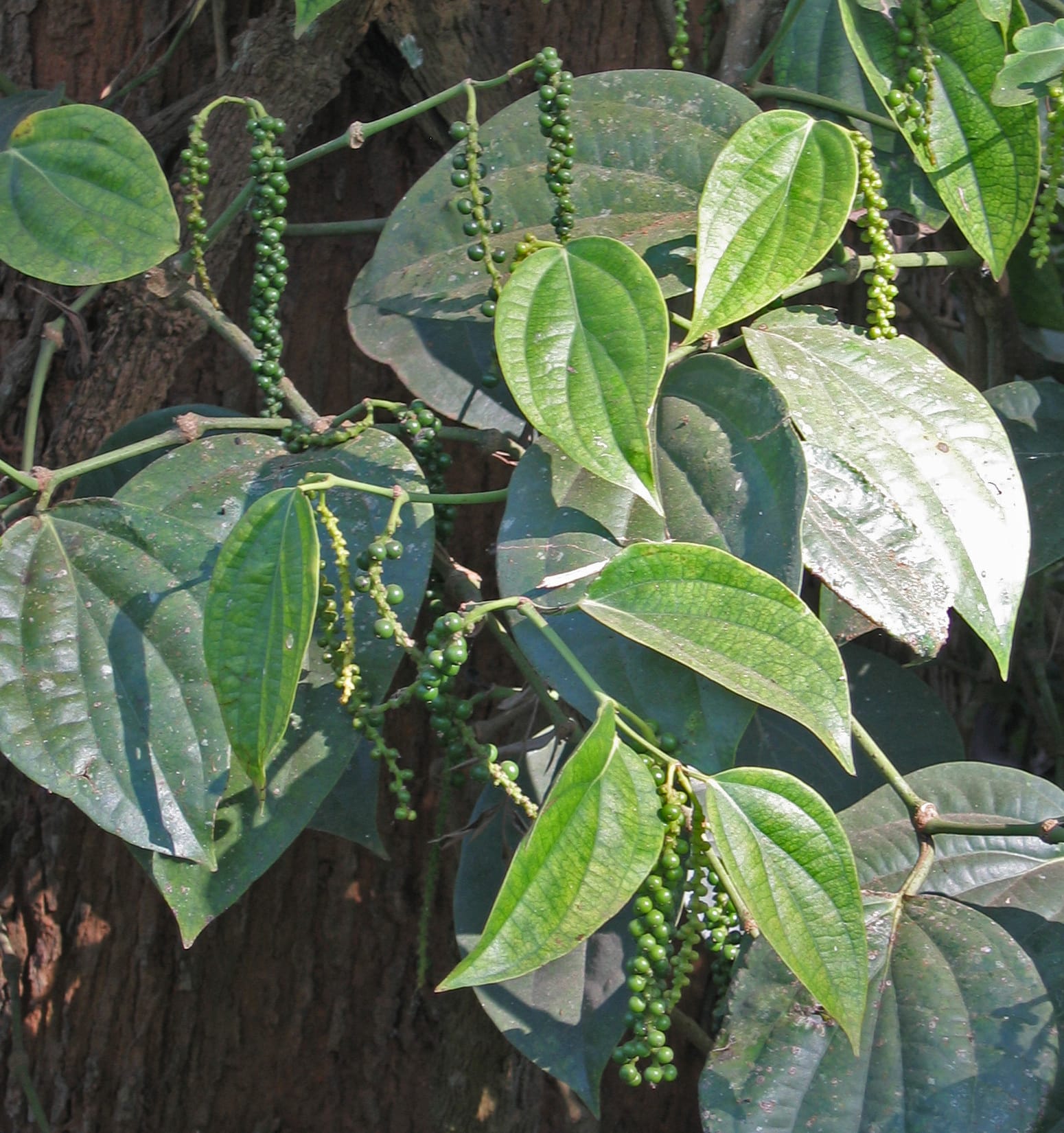 Kampot Pepper Grower 21