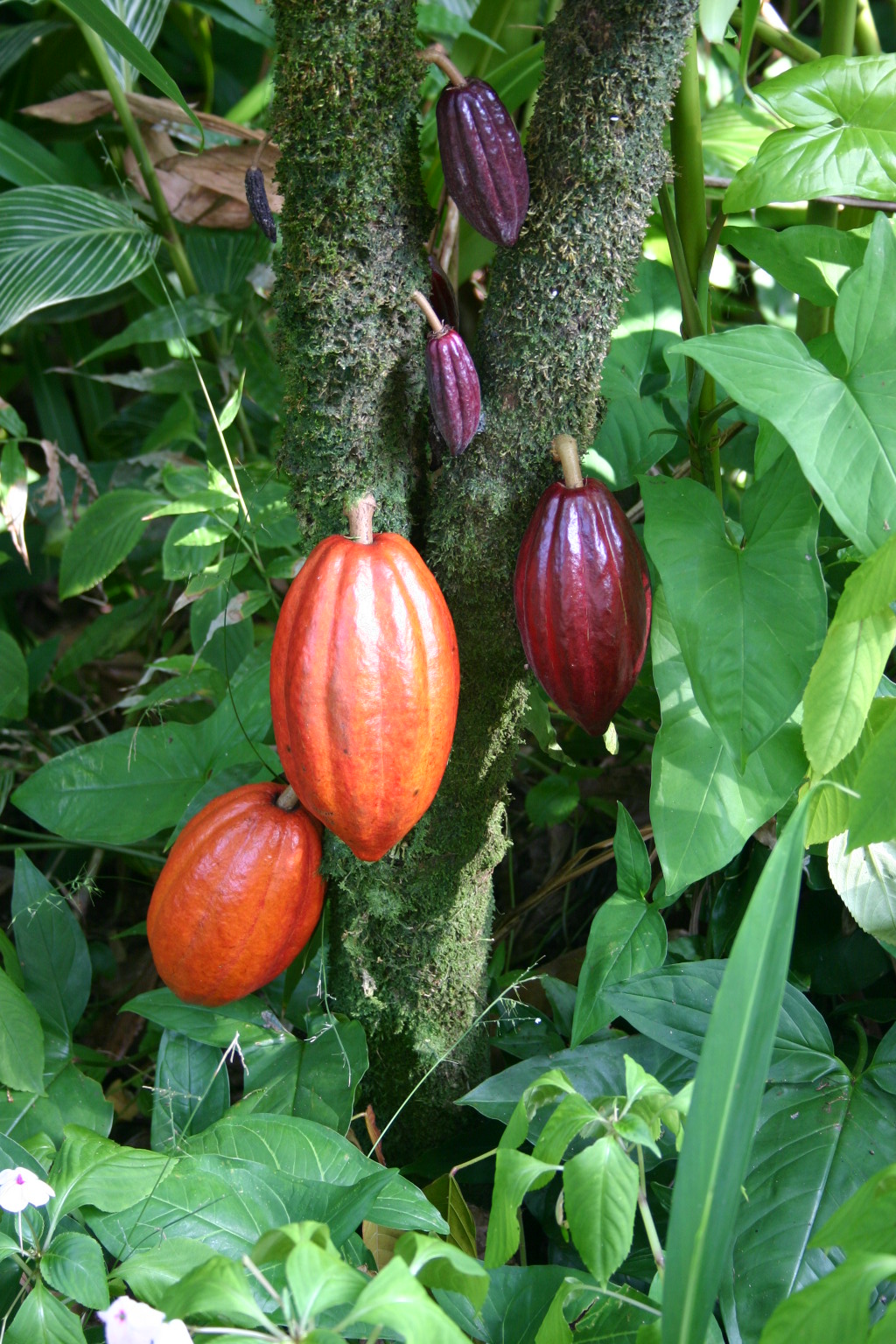 Cabosses de cacao — Kamkav Cacao Beans