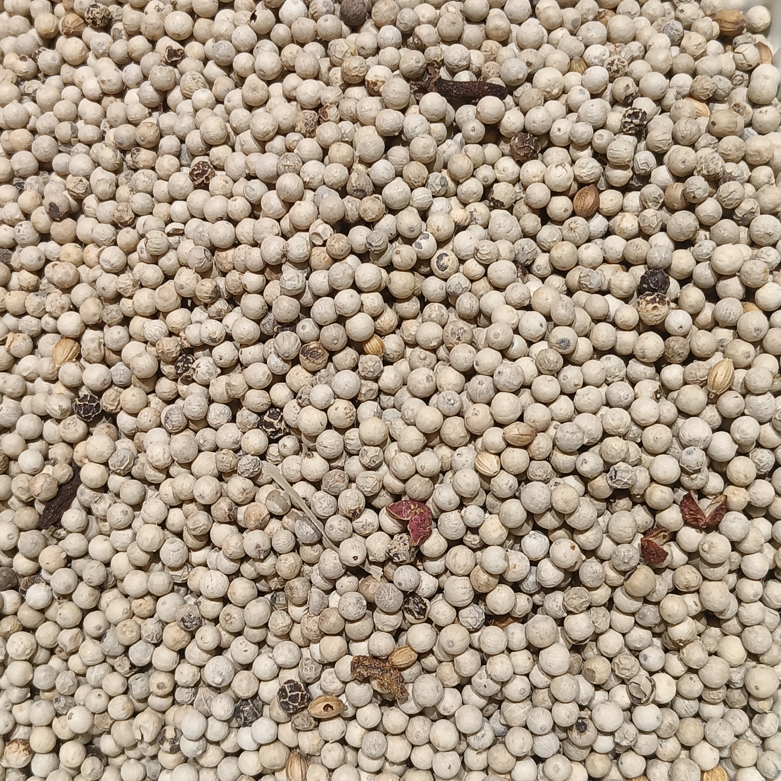 Grains de poivre blanc — Kampot Pepper White