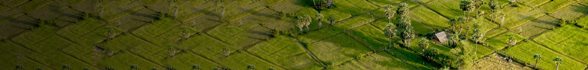 Amru Rice Cambodia