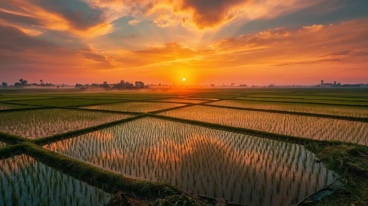 Mekong Rice (suspended)